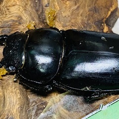 ⑥アンタエウスオオクワガタ  （ネパール）新成虫ペアの画像