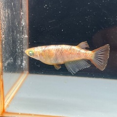 桔梗菊ゴールド有精卵7個　めだか　メダカの画像