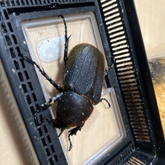 OAKS血統、カブトムシ、ヘラクレスオオカブト成虫ペアの画像