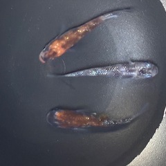 メダカ　王華　ランダム8匹　260519の画像