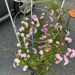 ミニバラ（ピンク）鉢植え・蕾たくさんの画像