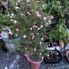 ミニバラ（ピンク）鉢植え・蕾たくさん 。の画像
