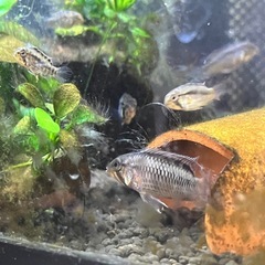 AP.sp.cf.D62   一腹分　画像の稚魚全部の画像