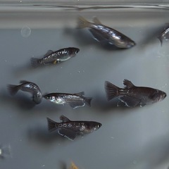 【現物】メダカ　ミックス　12匹+α めだか　ワイドフィン系　漆黒系　の画像