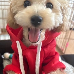 『出張カラオケレッスン🎤』やってます♫の画像