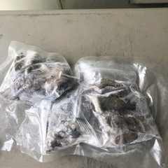 シガヤー　釣り餌の画像