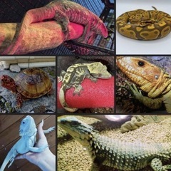40.🦎爬虫類ラインオープンチャット           …