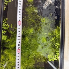 水槽39センチ
の画像