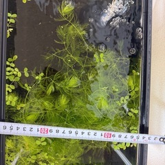 水槽39センチ
の画像