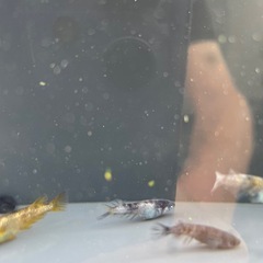 【メダカ屋　恵作めだか】　和墨　写真は現物　ランダムに撮影　1匹300円～の画像