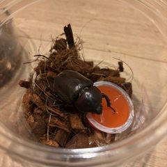 カブトムシ成虫の画像