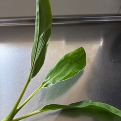 ドラセナ水栽培の画像