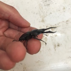 トカラコクワオスのみ36ミリの画像