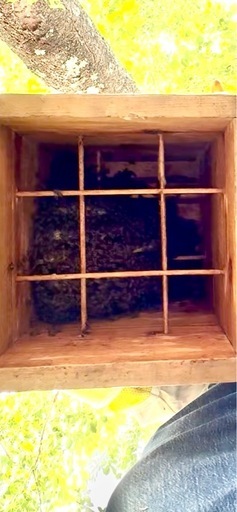 日本蜜蜂強制捕獲群?約2週間。