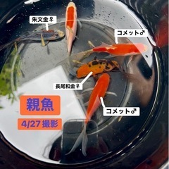 ミックス金魚　稚魚の画像