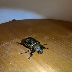 【即ブリ成虫ペア】ティティウスシロカブトの画像