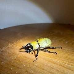 【即ブリ成虫ペア】ティティウスシロカブトの画像