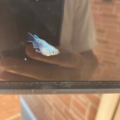 幹之だるま　メダカ　稚魚1匹200円の画像