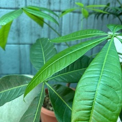 パキラ・観葉植物の画像