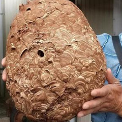 【業務委託】害虫駆除、害獣駆除 作業員　募集します！　茨城県の画像