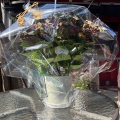 ラベンダーや紫陽花お花