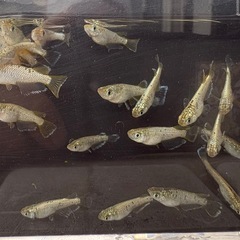 メダカ めだか 『飛輪』の画像
