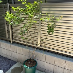 バラ　アイスバーグ　鉢植え　 の画像