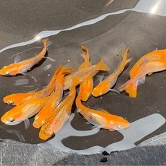 【お値打ちメダカ‼️】飛燕（ひえん）10匹セット！の画像