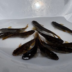 【売り切れました‼️】オランジェ（RLF系統）成魚11匹セット‼️の画像