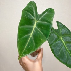 【予約済み】観葉植物　アロカシアグリーンベルベット の画像
