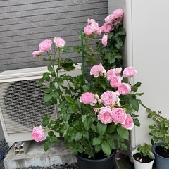 アレバラ苗､四季咲き､希少種　の画像