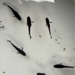 メダカ　曜変天目　稚魚の画像