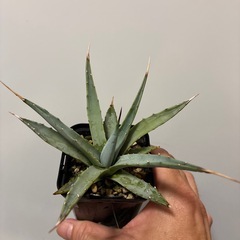 アガベ　ユタエンシス④実生
の画像