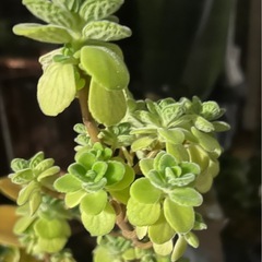 観葉植物の画像