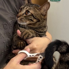 💖5月24日小郡市力武で譲渡会🐾爪切りも上手にできるヒコリン