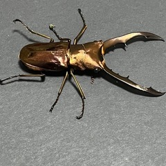メタリフェルホソアカクワガタ　ペアの画像