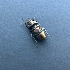 メタリフェルホソアカクワガタ　ペアの画像