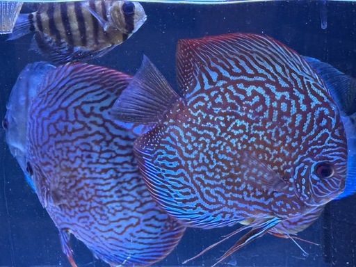 ディスカスペア