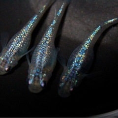 【八城めだか】極上☆強ラメサファイア☆メダカの卵 有精卵20個+αの画像