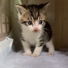 トライアル中☘️子猫生後1ヶ月　キジ白☘️