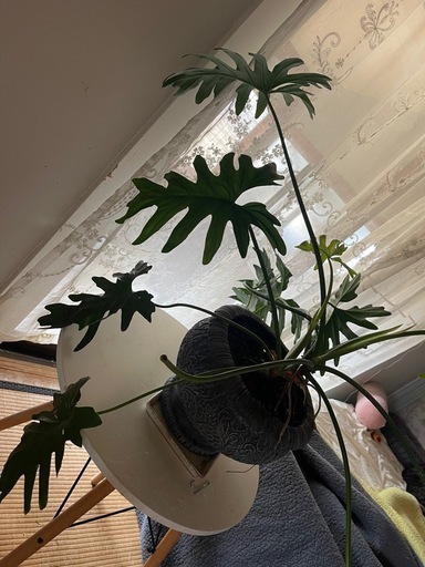 観葉植物