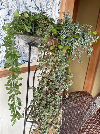 観葉植物　３点