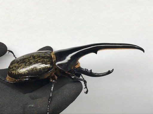 D.Hヘラクレス オス149mm単品 (Qsk) 平塚のその他の中古あげます・譲り