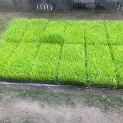 きぬむすめ　🌾苗（苗のみは無料）の画像