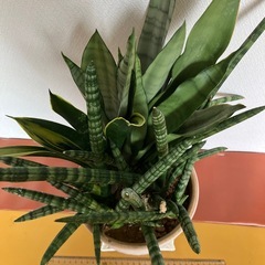 サンセベリア3種寄せ植え　陶器鉢セットの画像