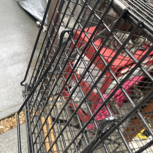 保護猫，犬，害獣駆除籠，ワナ