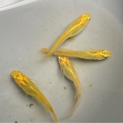 レモンスカッシュ   メダカの卵30個+aの画像