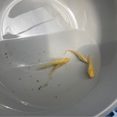 レモンスカッシュ   メダカの卵30個+aの画像