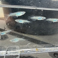 深海8匹の画像