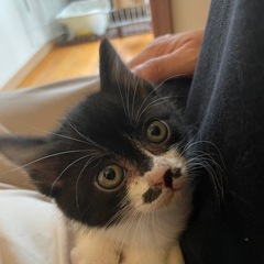 白黒子猫　メス